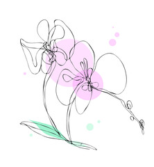 Orchids. Drawings flowers with linear art on a white background and  watercolor design elements. Vector hand illustration. One line
