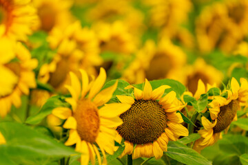 Sunflowers blooming in the field