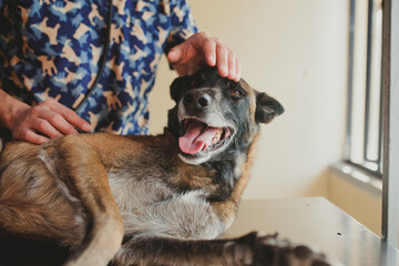 veterinarian treating dog