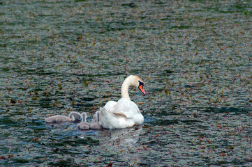 pair of swans with little swans