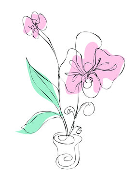 Orchids. Drawings flowers with linear art on a white background and  watercolor design elements. Vector hand illustration. One line