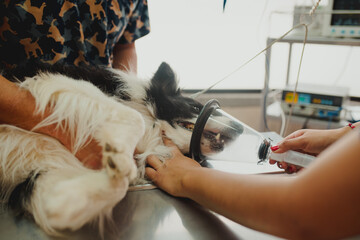 veterinarian cures dog