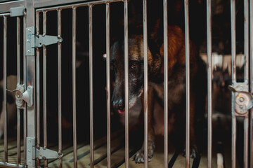 dog in the cage