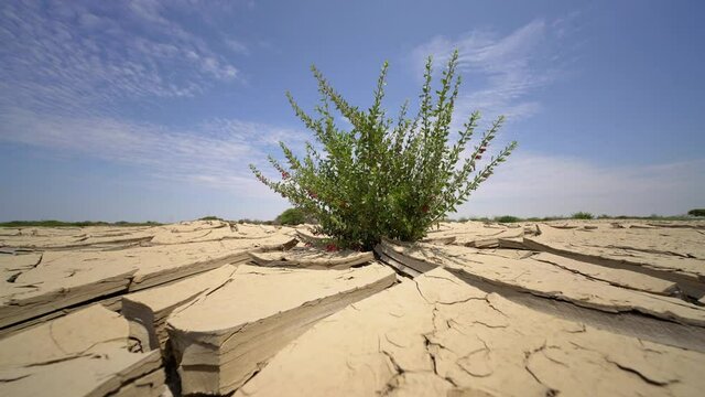 Resistant flower in a cracked earth in a desert in Peru, South America