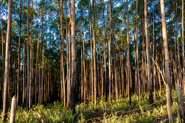 grass in the forest