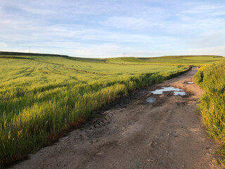 CAMPOS DE FLORES PRIMAVERA SALAMANCA