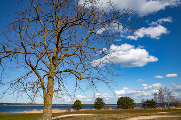 A lonely tree on the banks of the beautiful Kisezers lake against the background of a clear blue...