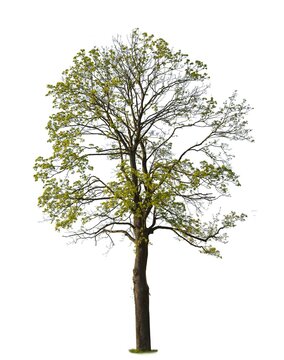 Norway Maple, known also as Acer platanoides, isolated on white background
