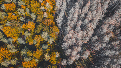 forest from above, drone shots, colorful forest, trees from top