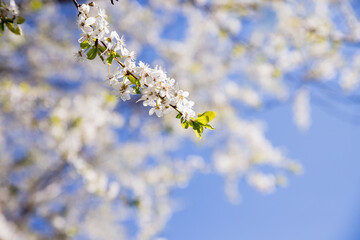 Branches of Blooming apple tree. beautiful white blossoms against blue sky, shallow field. White Cherry Blossom or Cherry tree in the spring.A lot of white flowers. copy space