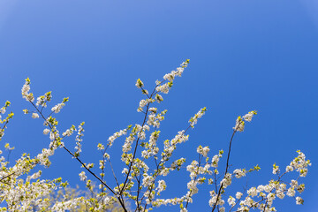 Branches of Blooming apple tree. beautiful white blossoms against blue sky, shallow field. White Cherry Blossom or Cherry tree in the spring.A lot of white flowers. copy space