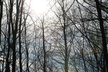 sunset in the forest