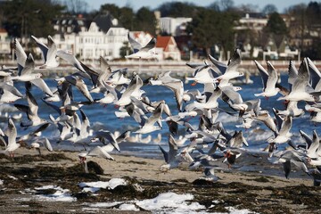 a large flock of seagulls flying on the beach