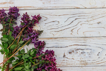 Purple corydalis flowers on white wooden background
