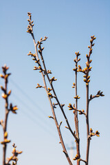 The concept is early spring. Buds bloom on the branches against the background of the blue sky. Very small buds. Soft focus, selective focus.