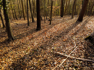 Fototapeta premium autumn in the woods