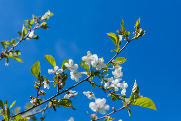 Branches of Blooming apple tree. beautiful white blossoms against blue sky, shallow field. White Cherry Blossom or Cherry tree in the spring.A lot of white flowers. copy space
