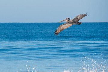 a brown pelican soaring over the ocean