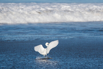 a great white egret landing in the ocean