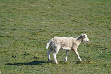 Obraz premium Sheep in an early spring field grazing and resting being guarded by large white sheep dog on agricultural property on beautiful sunny day 