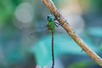 A close up macro shot of a dragonfly