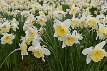 Feld mit vielen wei&szlig;-gelben Osterglocken