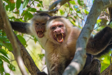 a couple of angry white faced monkeys hanging in a tree