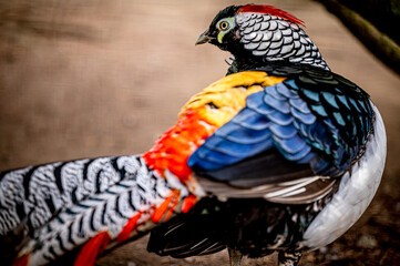 One male Lady Amherst's pheasant. Portrait of Chrysolophus amherstiae.