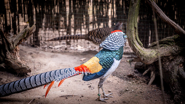 One male Lady Amherst's pheasant. Portrait of Chrysolophus amherstiae.