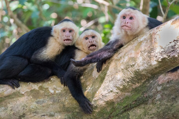 Three monkeys hanging in a tree