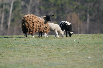 Sheep in an early spring field grazing and resting being guarded by large white sheep dog on agricultural property on beautiful sunny day
