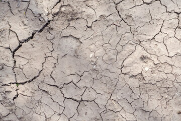 Dry soil in cracks (lack of moisture in the soil)