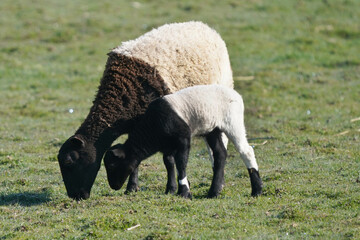 Fototapeta premium Sheep in an early spring field grazing and resting being guarded by large white sheep dog on agricultural property on beautiful sunny day 
