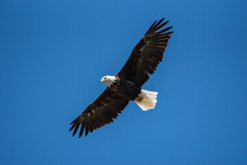 A bald eagle soaring through a bold blue sky