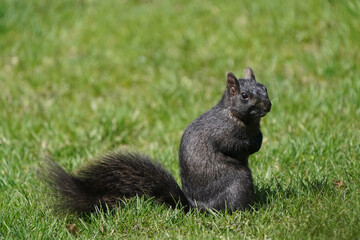 Naklejka na ściany i meble Black Squirrel, Eastern Grey squirrel species, sitting in grass on beautiful sunny early spring day 