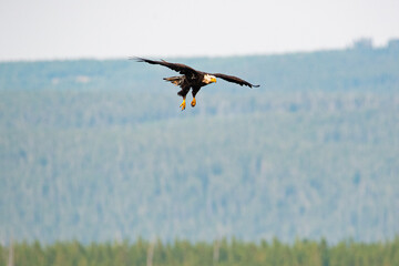 a bald eagle lowering its claws as it goes in for a fish