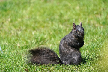 Naklejka na ściany i meble Black shiny squirrel shedding and shabby looking in spring sun on back yard in fresh spring grass 