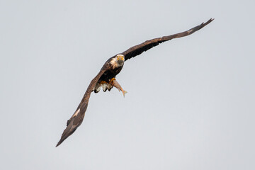 A bald eagle soaring through the sky with a fresh fish for dinner