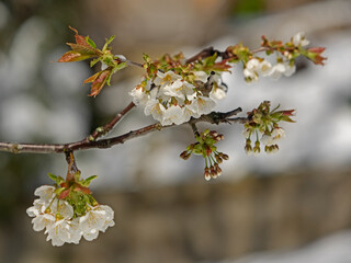 Cherry tree blossoms in the sunlight