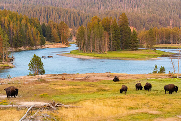Bison out on the golden landscape in Yellowstone National Park © michael