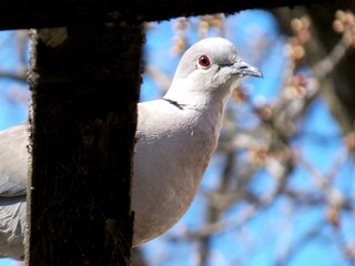 a gray dove with a red eye