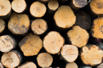 Stacked wood pine timber for construction buildings Background