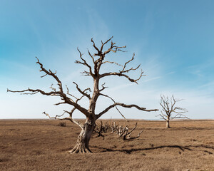 dead trees in marsh