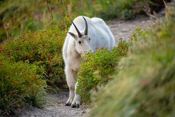 A cute mountain goat hiding behind a bush