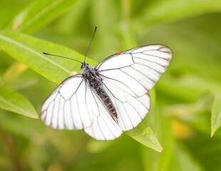 Obraz na płótnie Canvas white butterfly sits on a green leaf