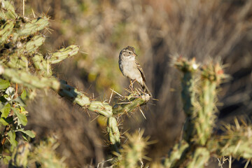 Brewer's Sparrow posing