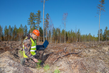 A forest engineer examines the seedlings of trees planted on the site of a cut forest.