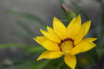 yellow flower in the garden