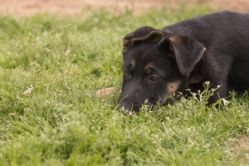 Black German Shepherd puppy playing in the grass in a country house