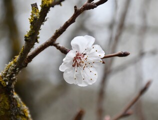 Macro detail of almond blossom. Cloudy spring day in La Rioja, Spain.